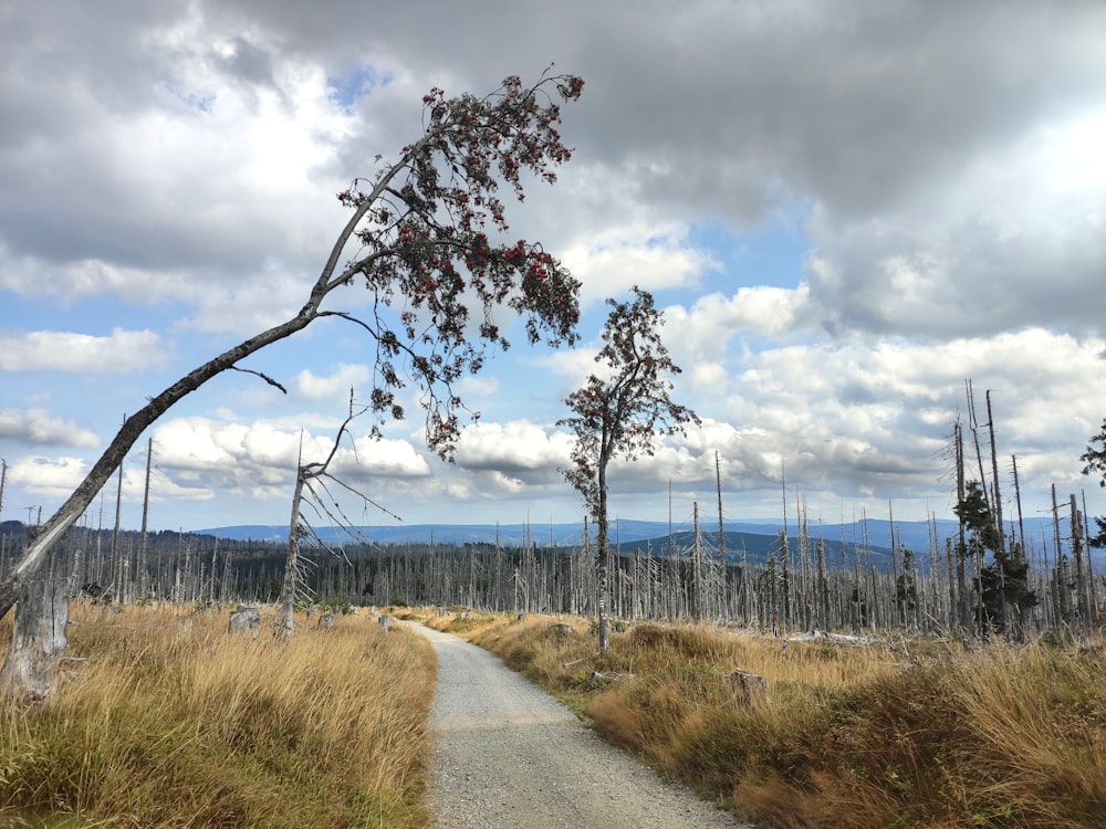 gray road between brown grass under white clouds and blue sky during daytime