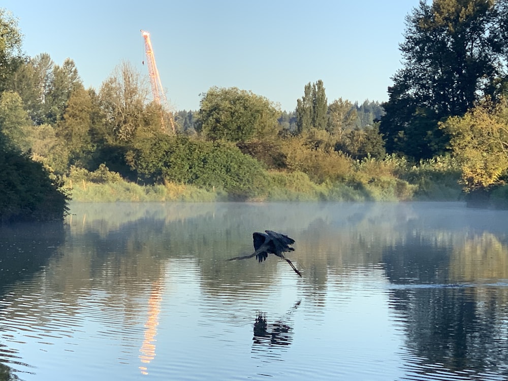 Pato negro en el lago durante el día