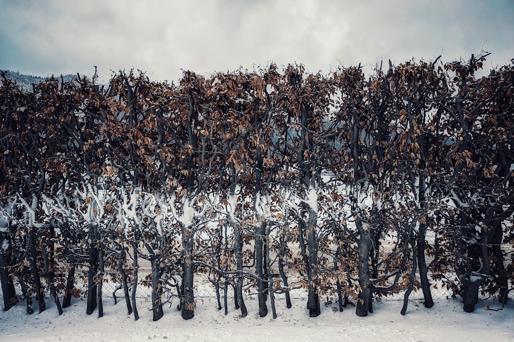 brown trees on white sand under cloudy sky during daytime