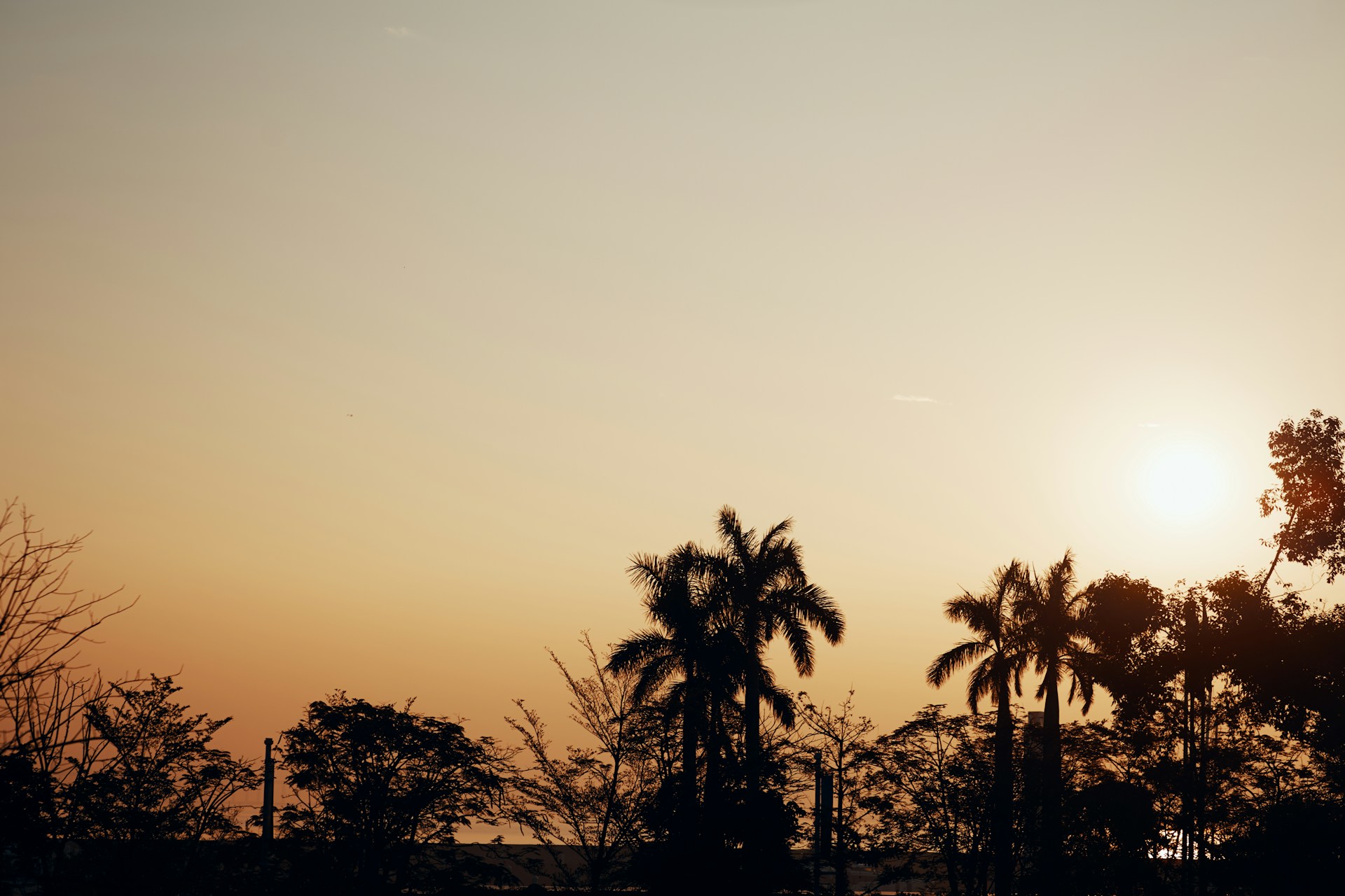 A serene oasis with lush palm trees under a golden sunset, highlighting the natural beauty of the date palms.