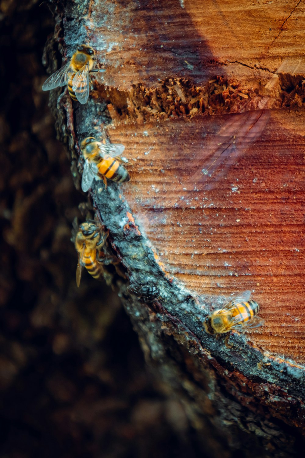 yellow and black bee on brown wooden surface