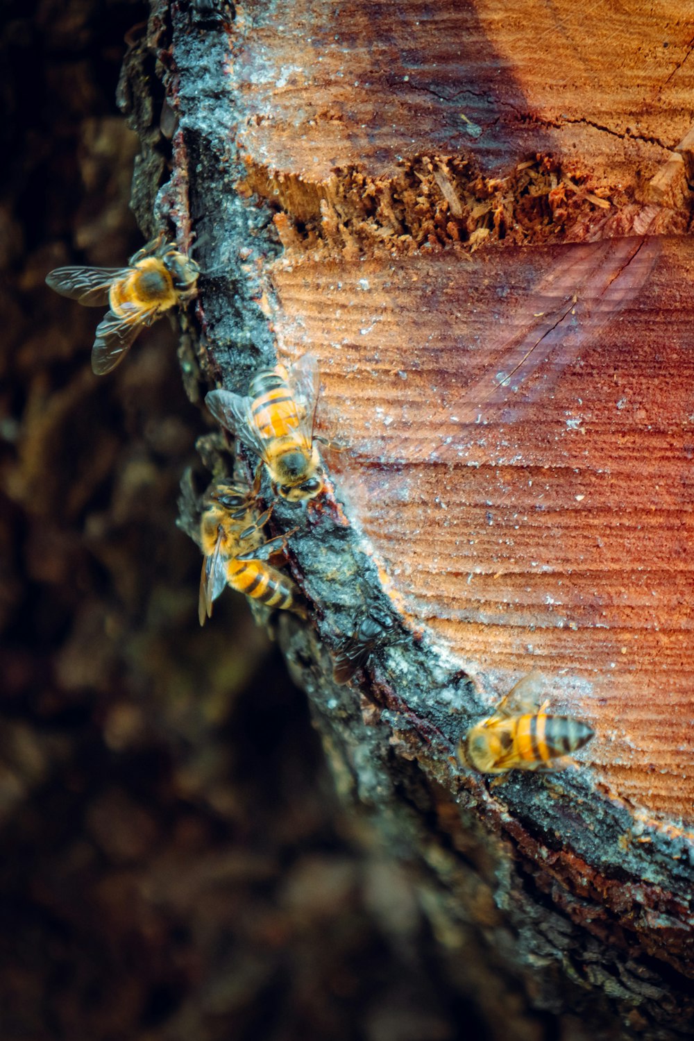 yellow and black bee on brown wooden surface