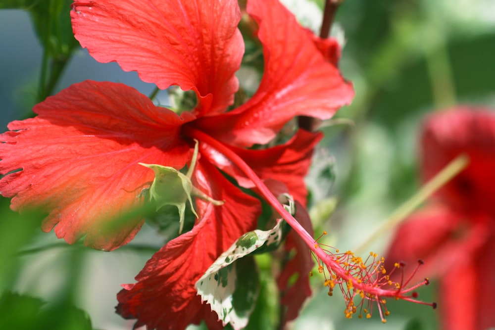 red hibiscus in bloom during daytime