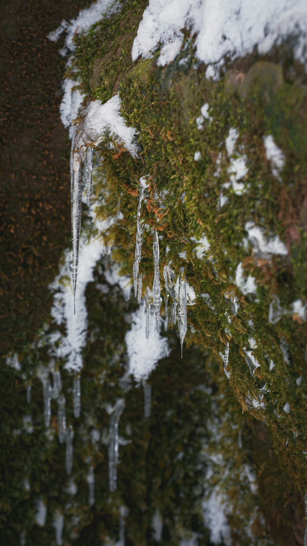 green and white plant during daytime