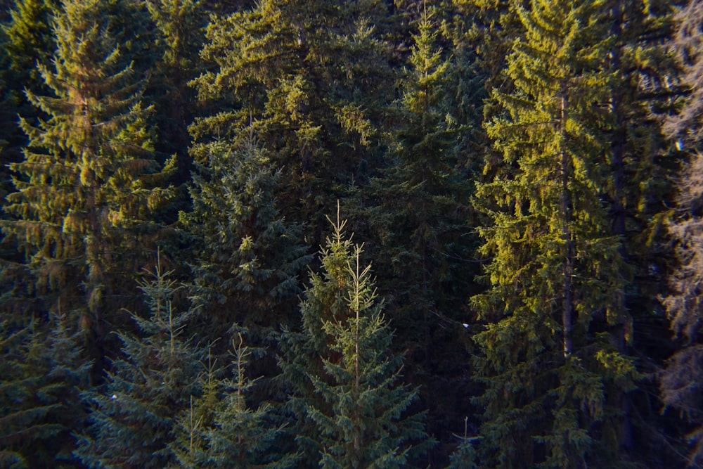 green pine trees during daytime