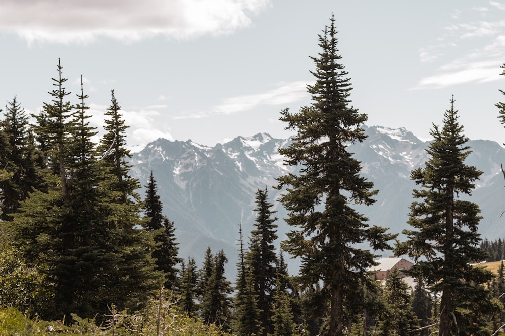 pins verts près d’une montagne enneigée pendant la journée