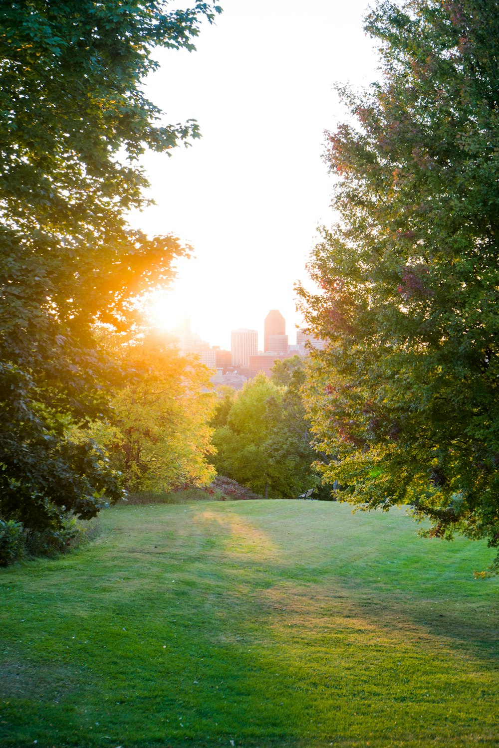 green grass field with trees during daytime