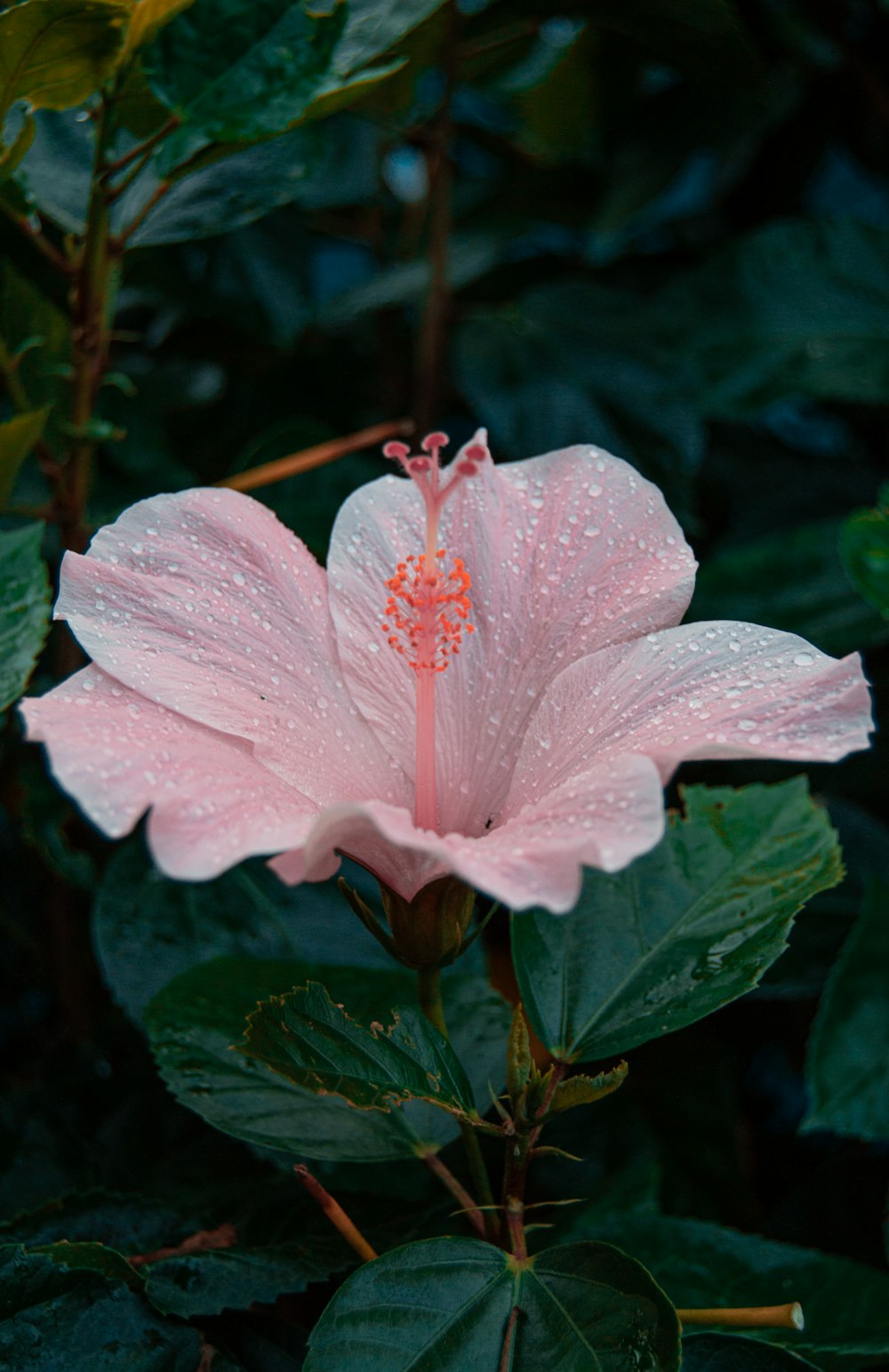 Hibisco rosado en flor durante el día