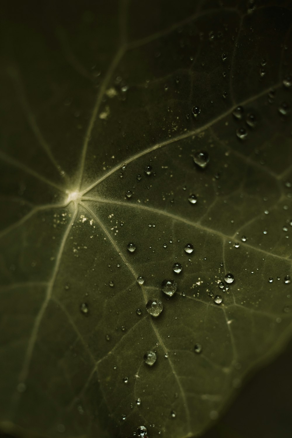 water droplets on green leaf