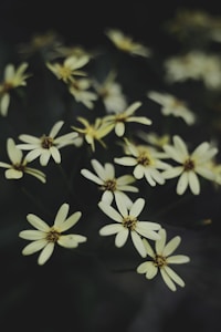 Wildflower Calm