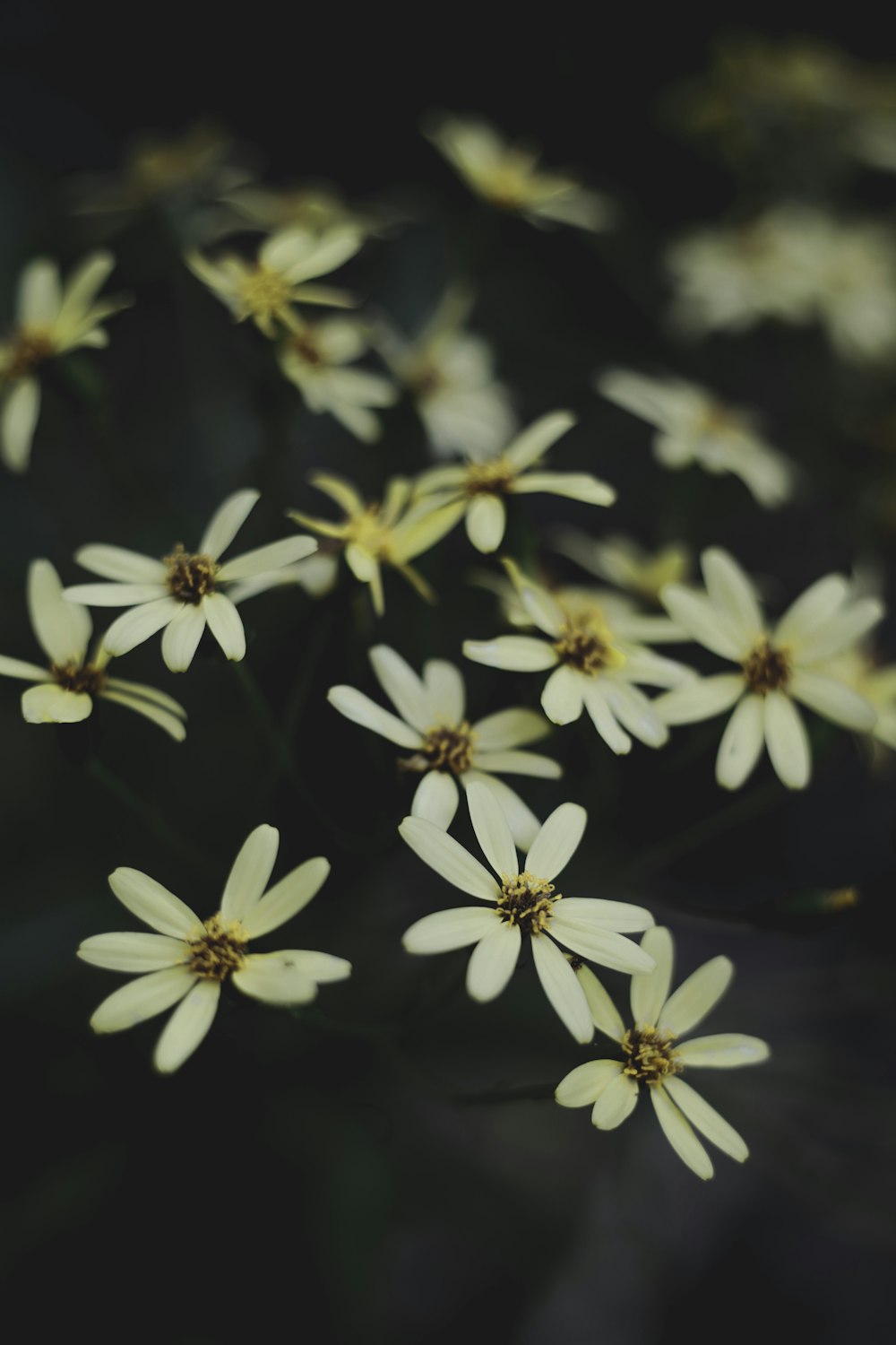 Foto pétalos de flores blancas y negras – Imagen Planta gratis en Unsplash