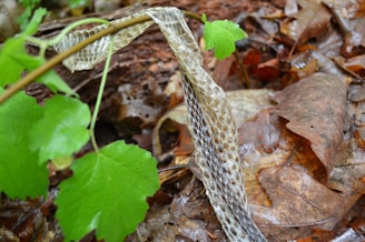 A collection of shed snake skins displayed artistically.