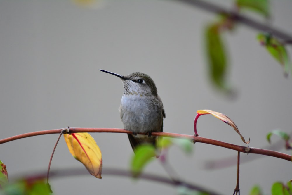 oiseau gris et blanc sur feuilles rouges et jaunes