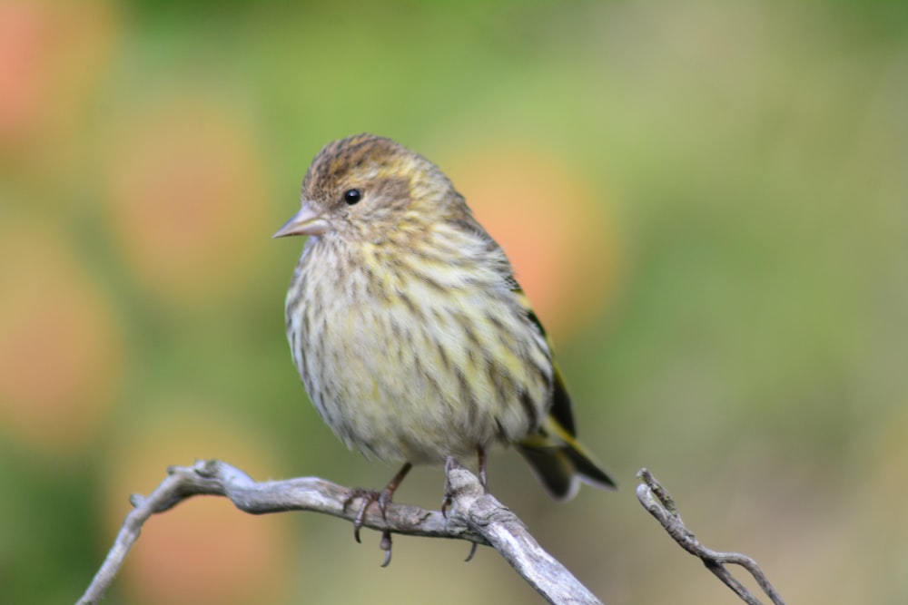 brown bird on tree branch during daytime