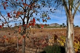 A rural vineyard landscape with rows of grapevines extending into the distance. In the foreground, a tree with red and orange autumn leaves stands, along with a palm tree. In the background, a two-story house with a red and white exterior sits on a gentle hill, surrounded by green grass and a few trees. The sky is clear with a few scattered clouds.