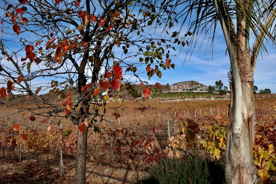 A rural vineyard landscape with rows of grapevines extending into the distance. In the foreground, a tree with red and orange autumn leaves stands, along with a palm tree. In the background, a two-story house with a red and white exterior sits on a gentle hill, surrounded by green grass and a few trees. The sky is clear with a few scattered clouds.