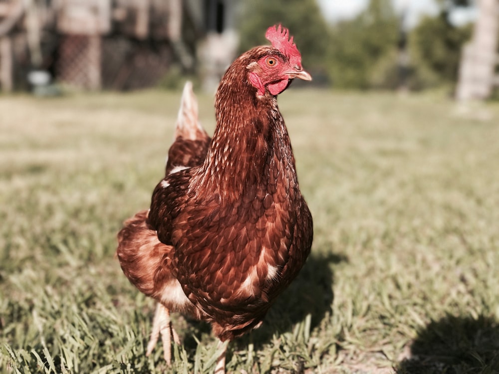 brown hen on green grass field during daytime