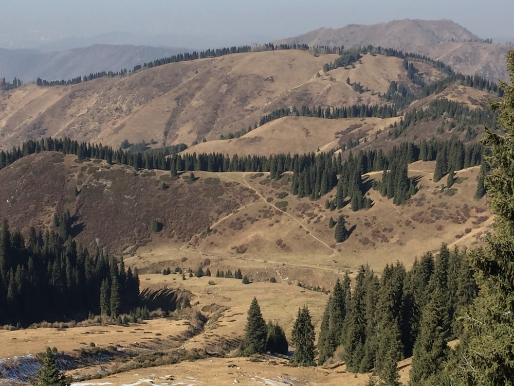 green pine trees on brown field during daytime