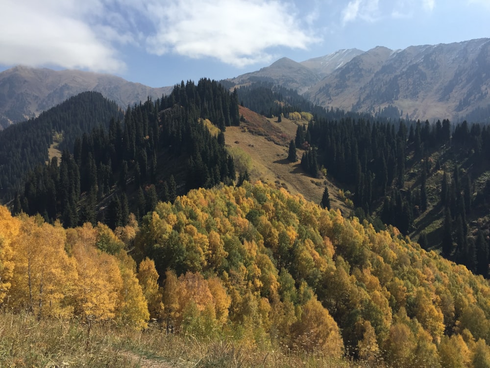 green and yellow trees on mountain under white clouds during daytime