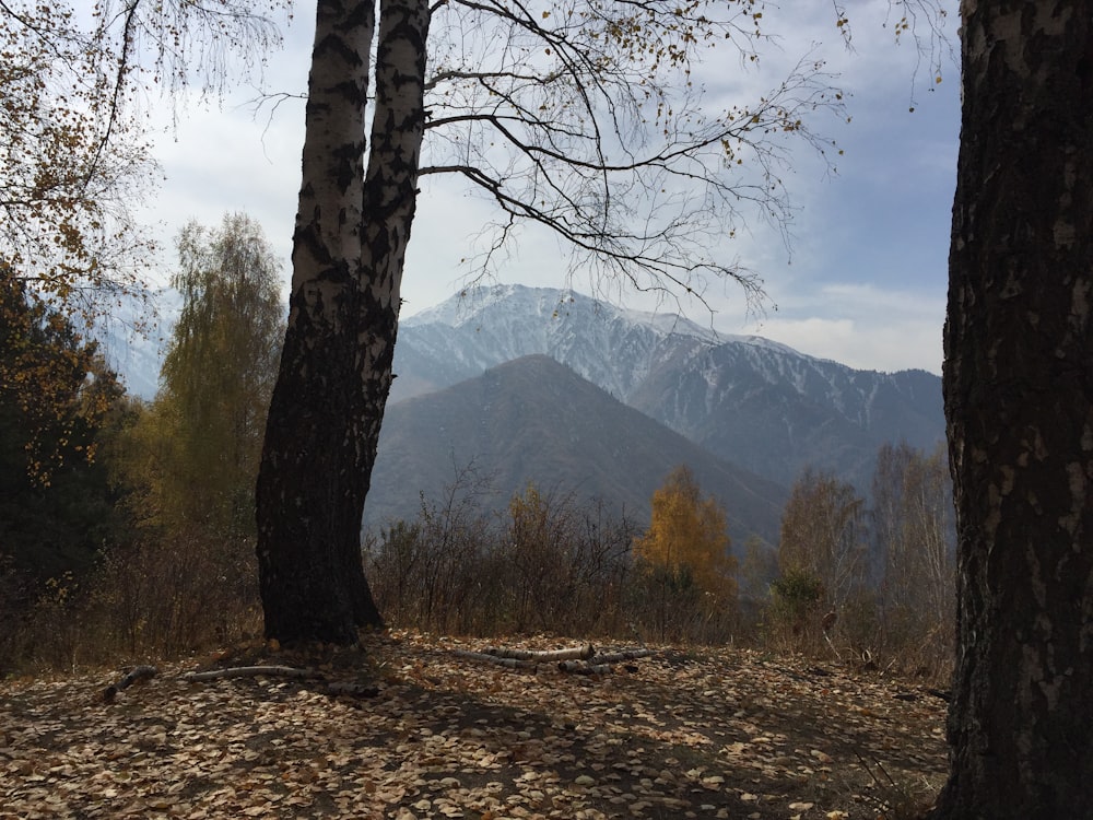 brown bare tree on brown soil near mountain during daytime