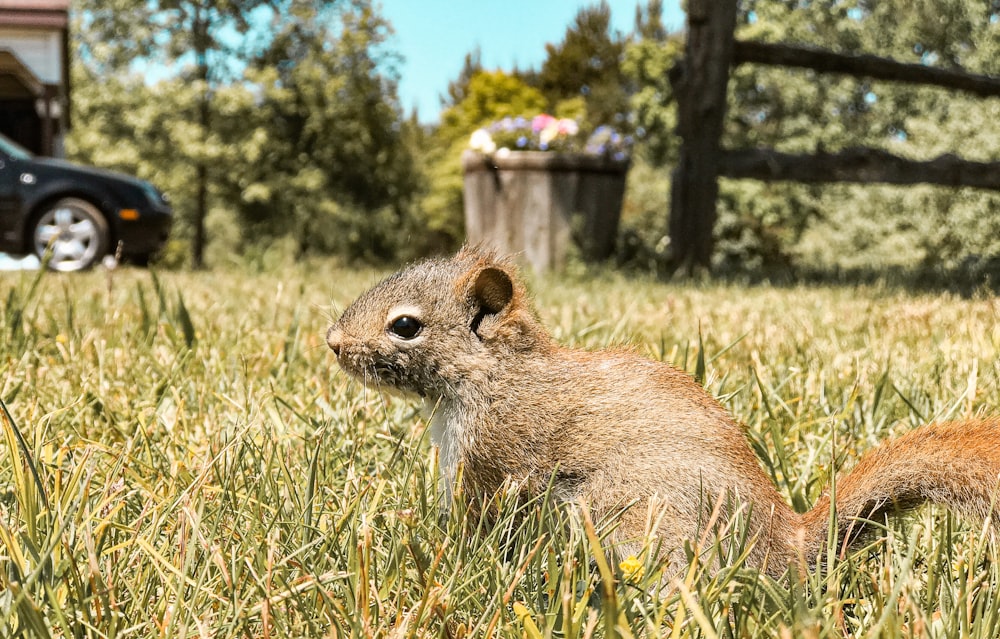 brown squirrel on green grass during daytime