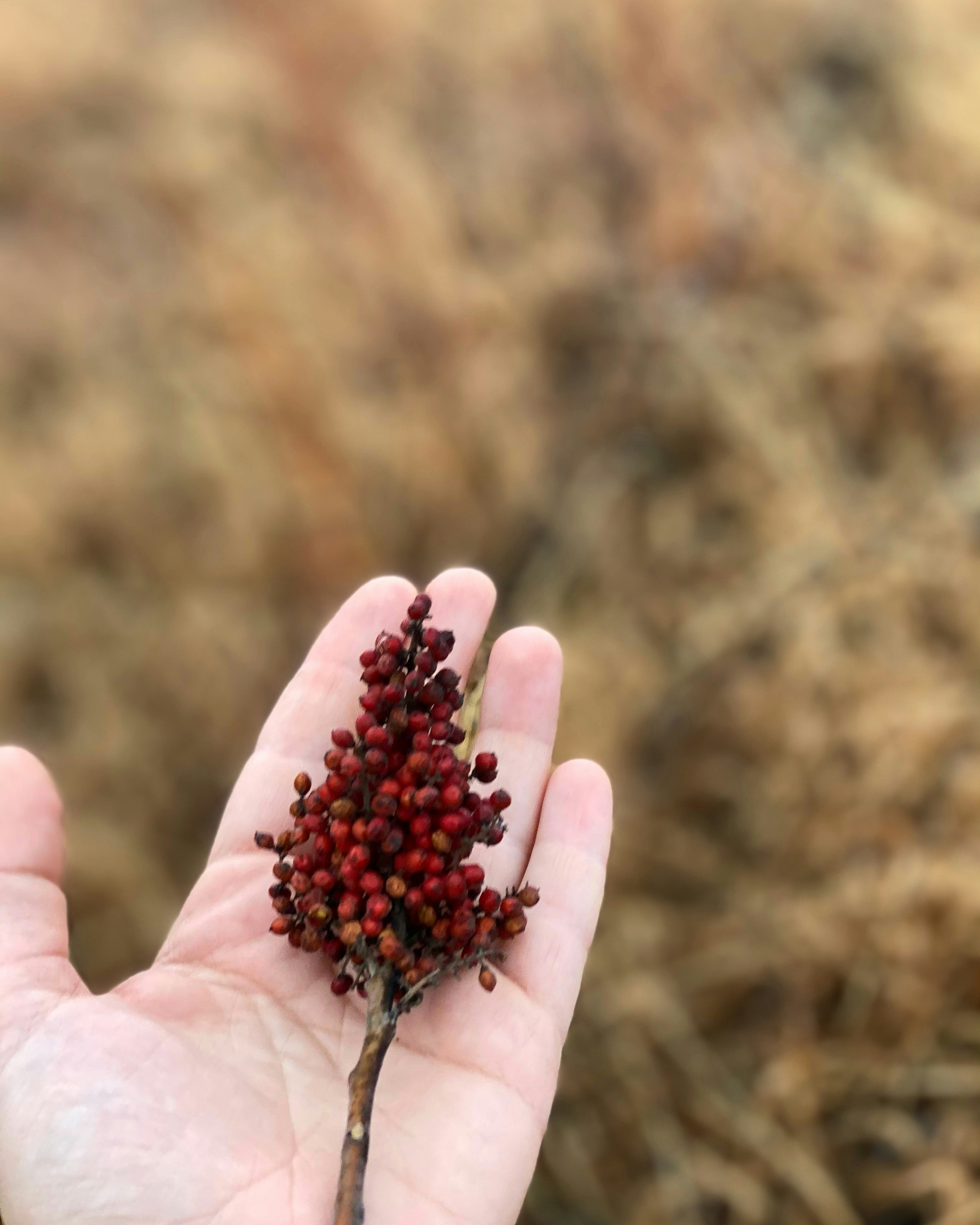 red round fruits on persons hand