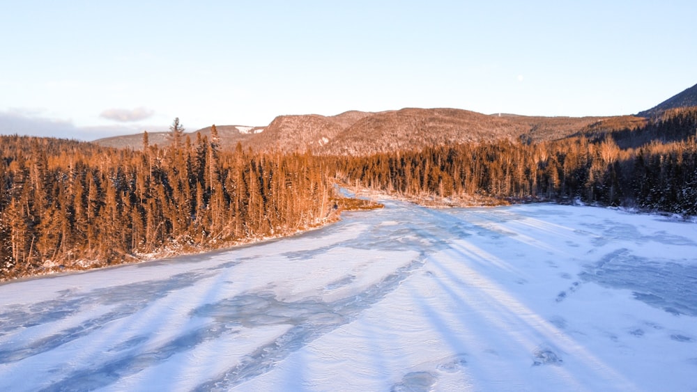 brown trees on snow covered ground during daytime