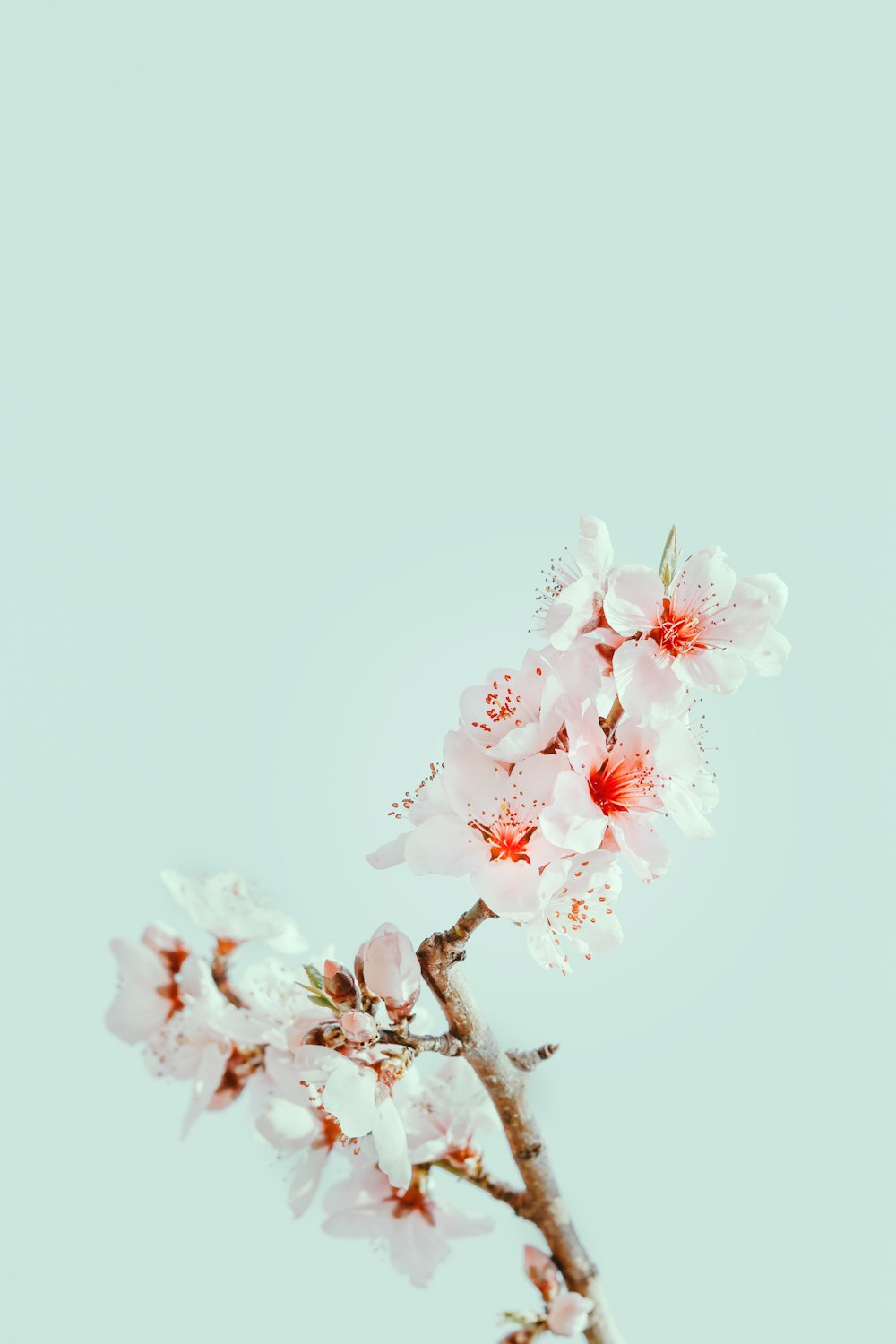 white and pink cherry blossom