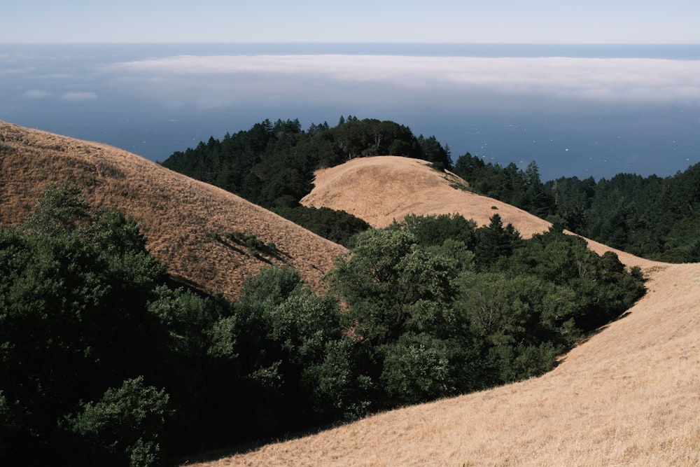 green trees on brown mountain during daytime