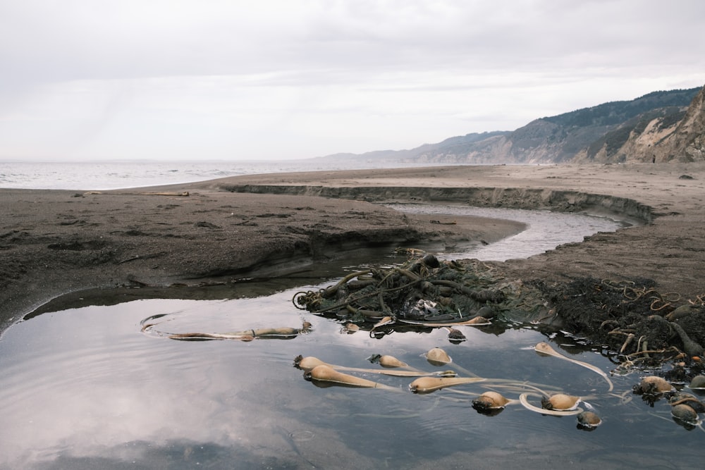 brown and black rocks on body of water during daytime