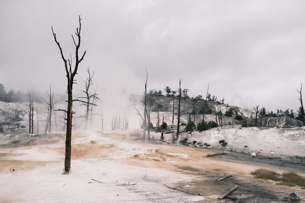 bare trees on snow covered ground under white cloudy sky during daytime