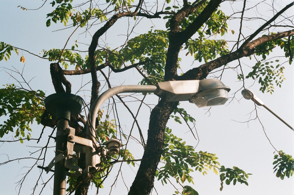 white bird on brown tree branch during daytime