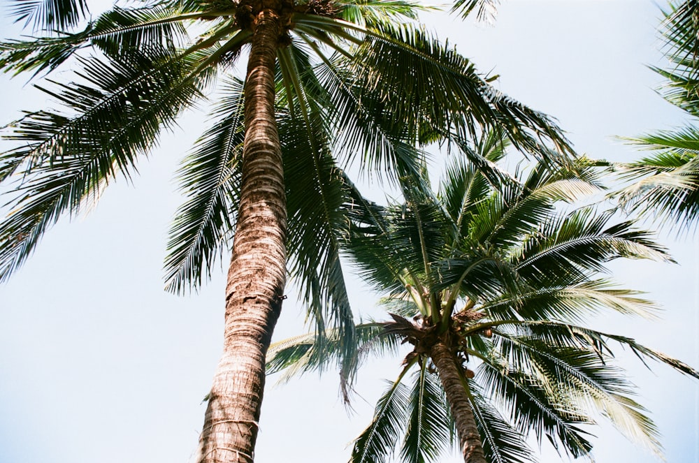 green palm tree under blue sky during daytime