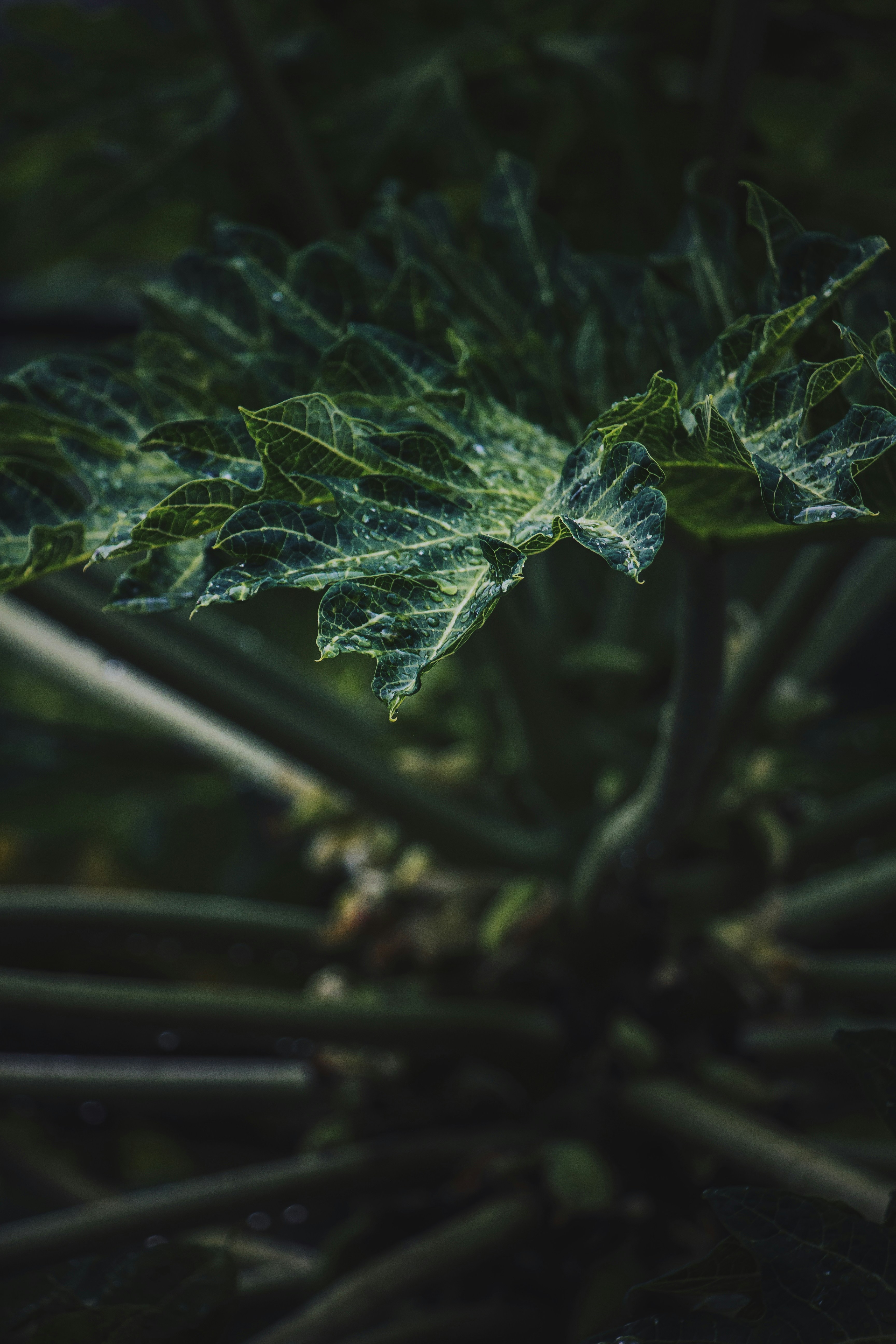 Photo by francos_chapter