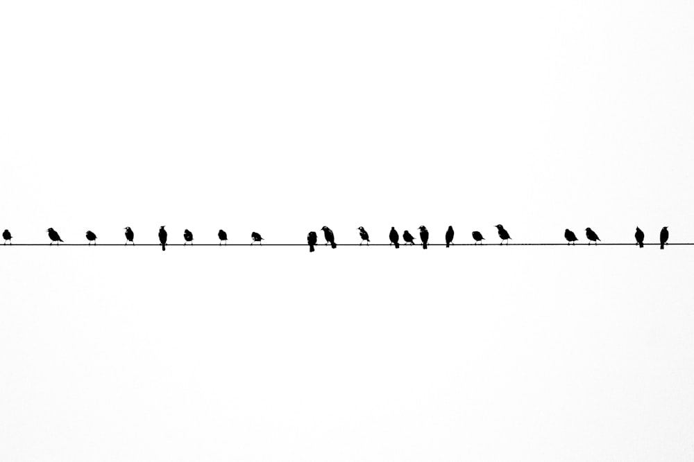 a flock of birds sitting on top of a wire