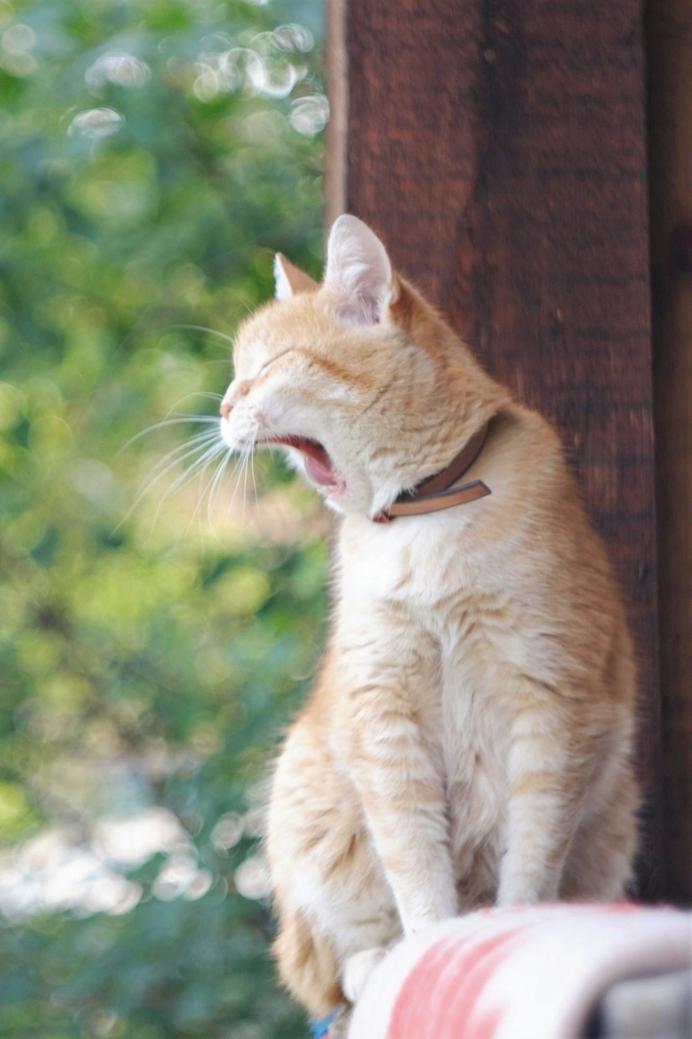 白い首輪を持つオレンジ色のぶち猫