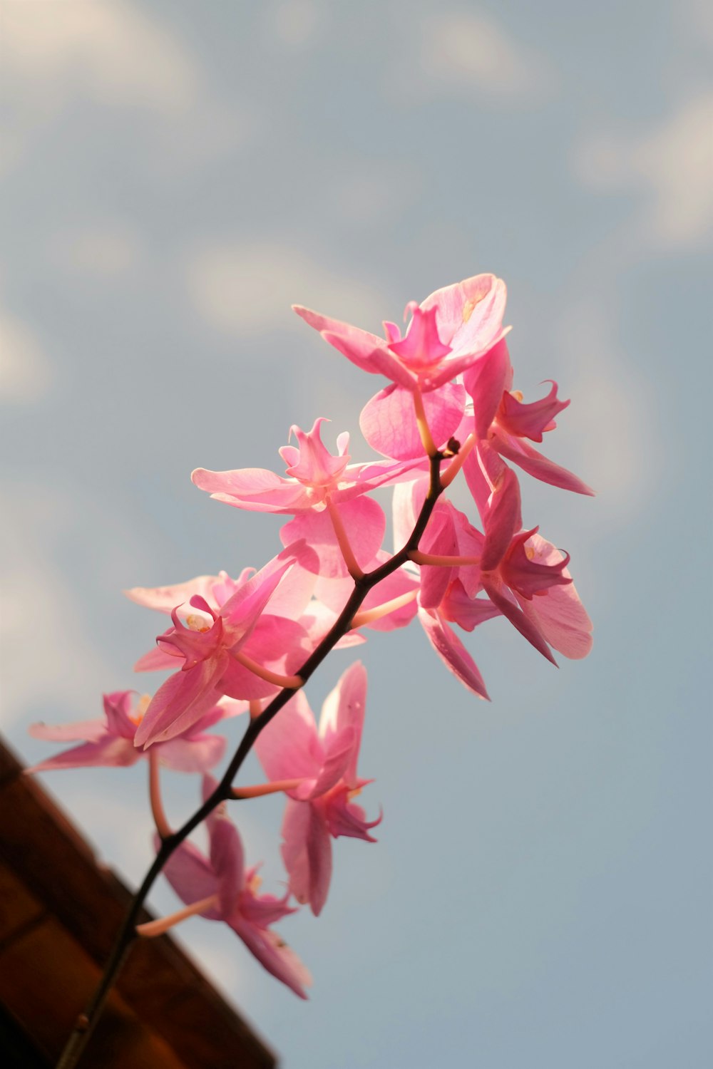 pink flower in tilt shift lens