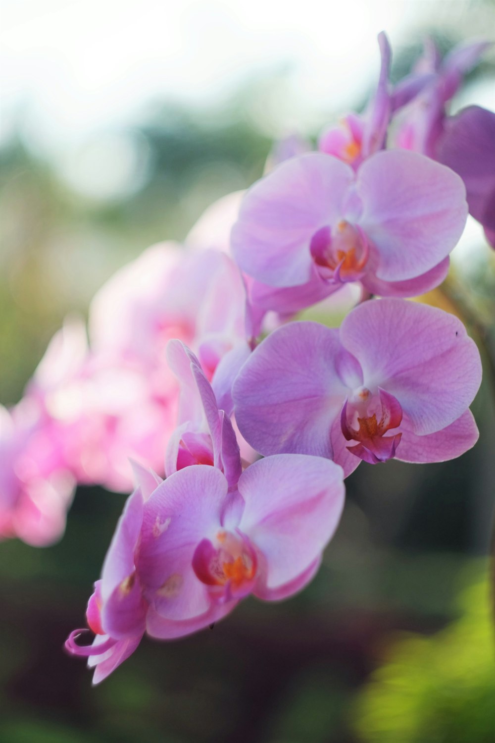 pink flowers in tilt shift lens