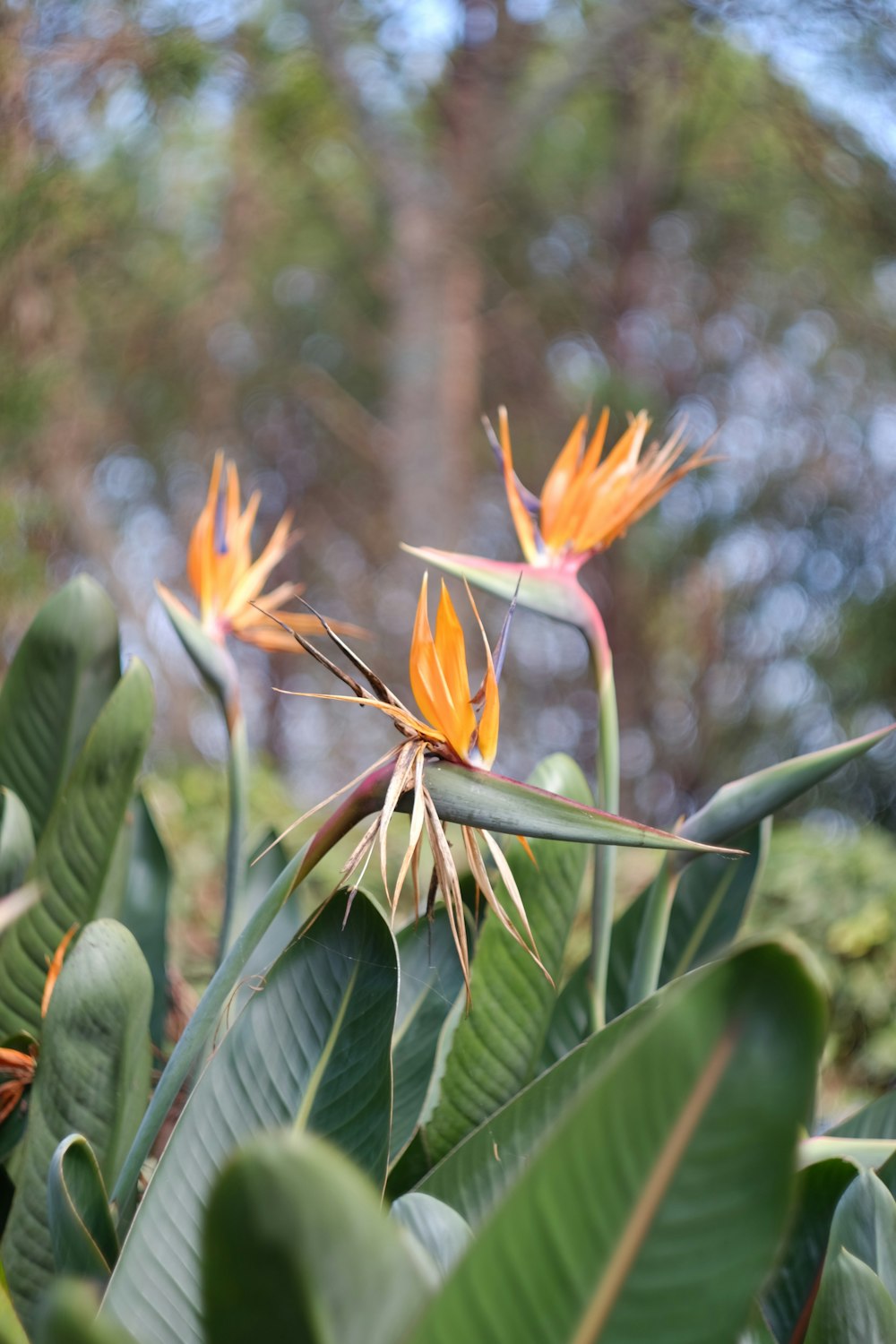 green and orange plant during daytime