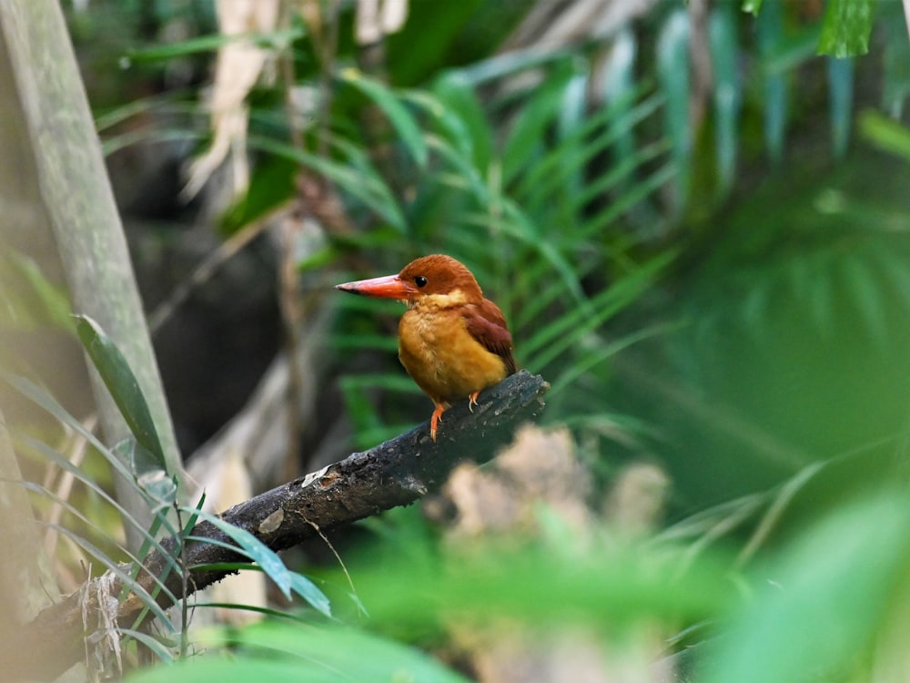 brown bird on brown tree branch