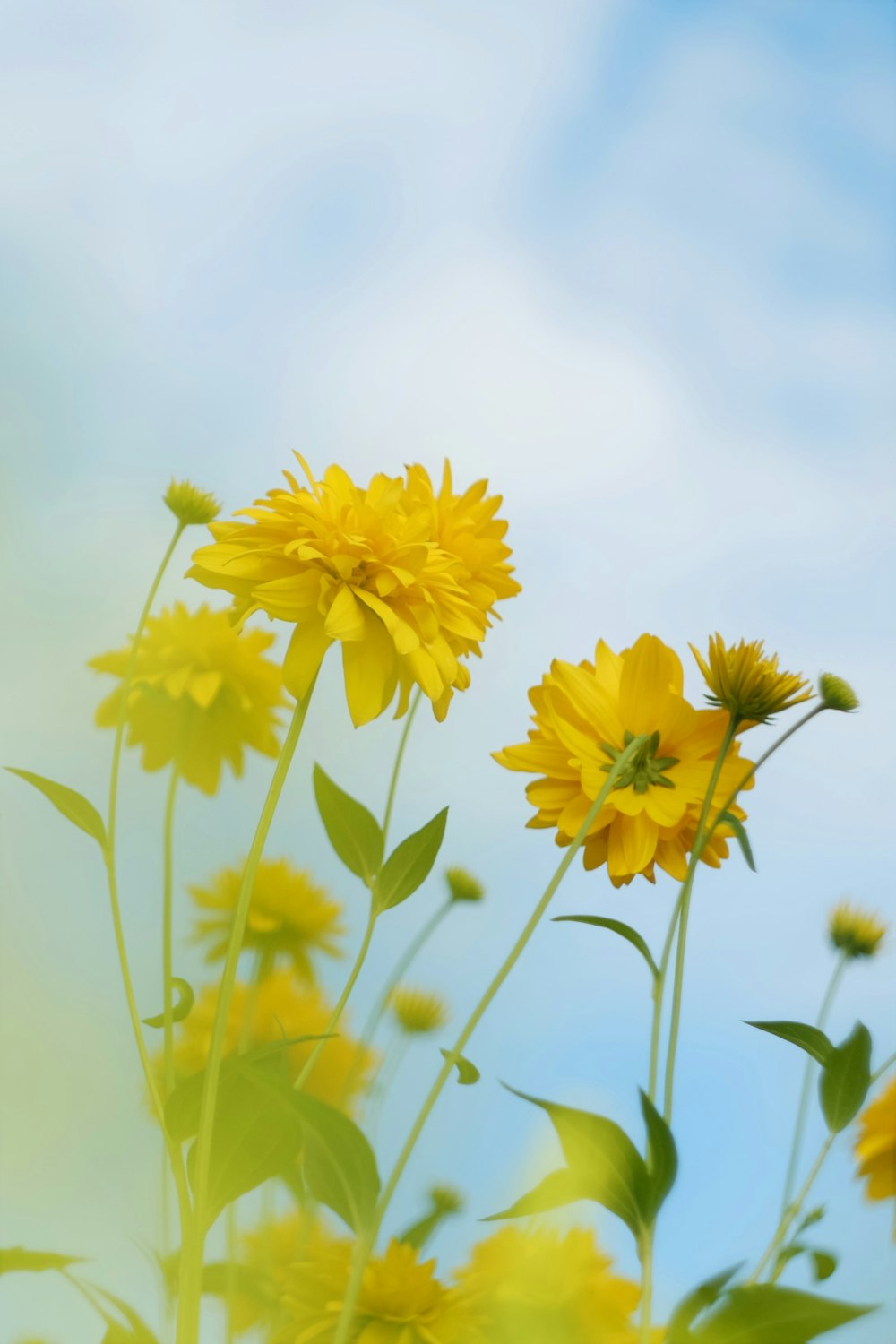 昼間の青空の下の黄色い花の写真 Unsplashで見つける花の無料写真