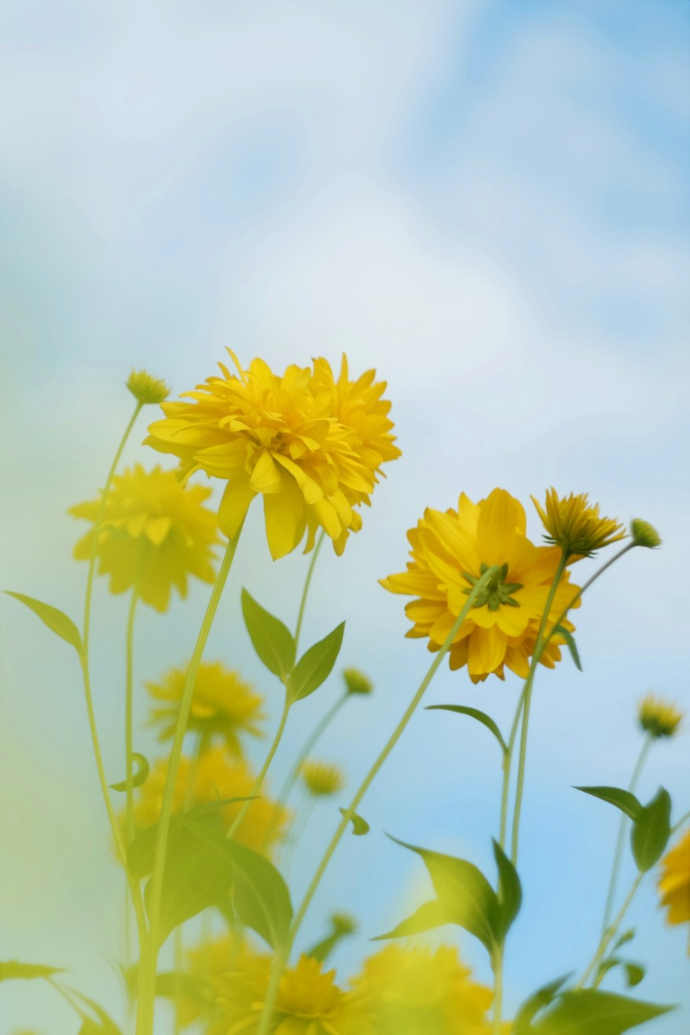 yellow flower under blue sky during daytime