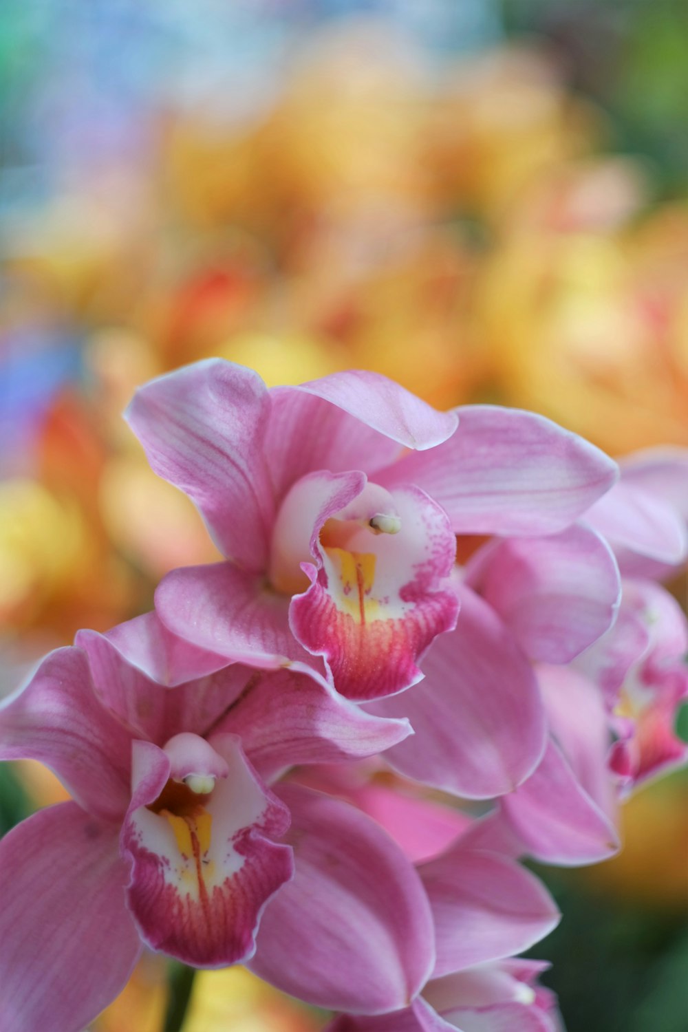 pink flower in tilt shift lens