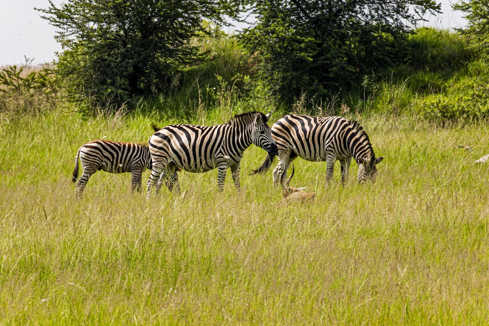 zebra comendo grama no campo de grama verde durante o dia