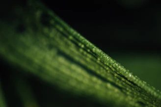A close-up of delicate natural textures with a shallow depth of field.