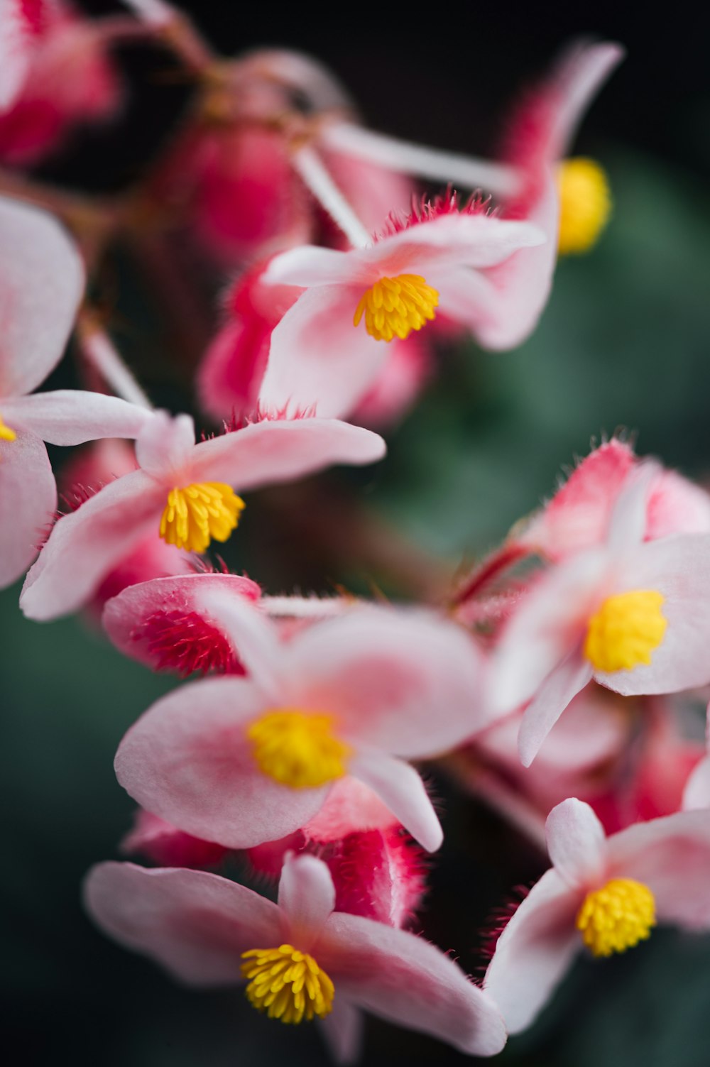 pink and white flower in tilt shift lens