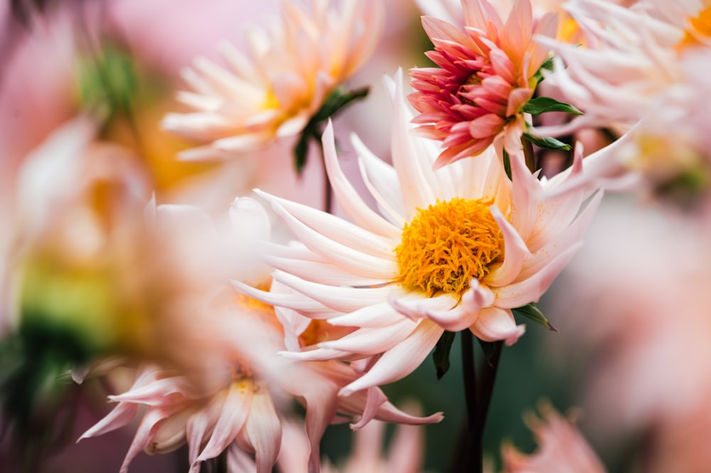 white and red flowers in tilt shift lens