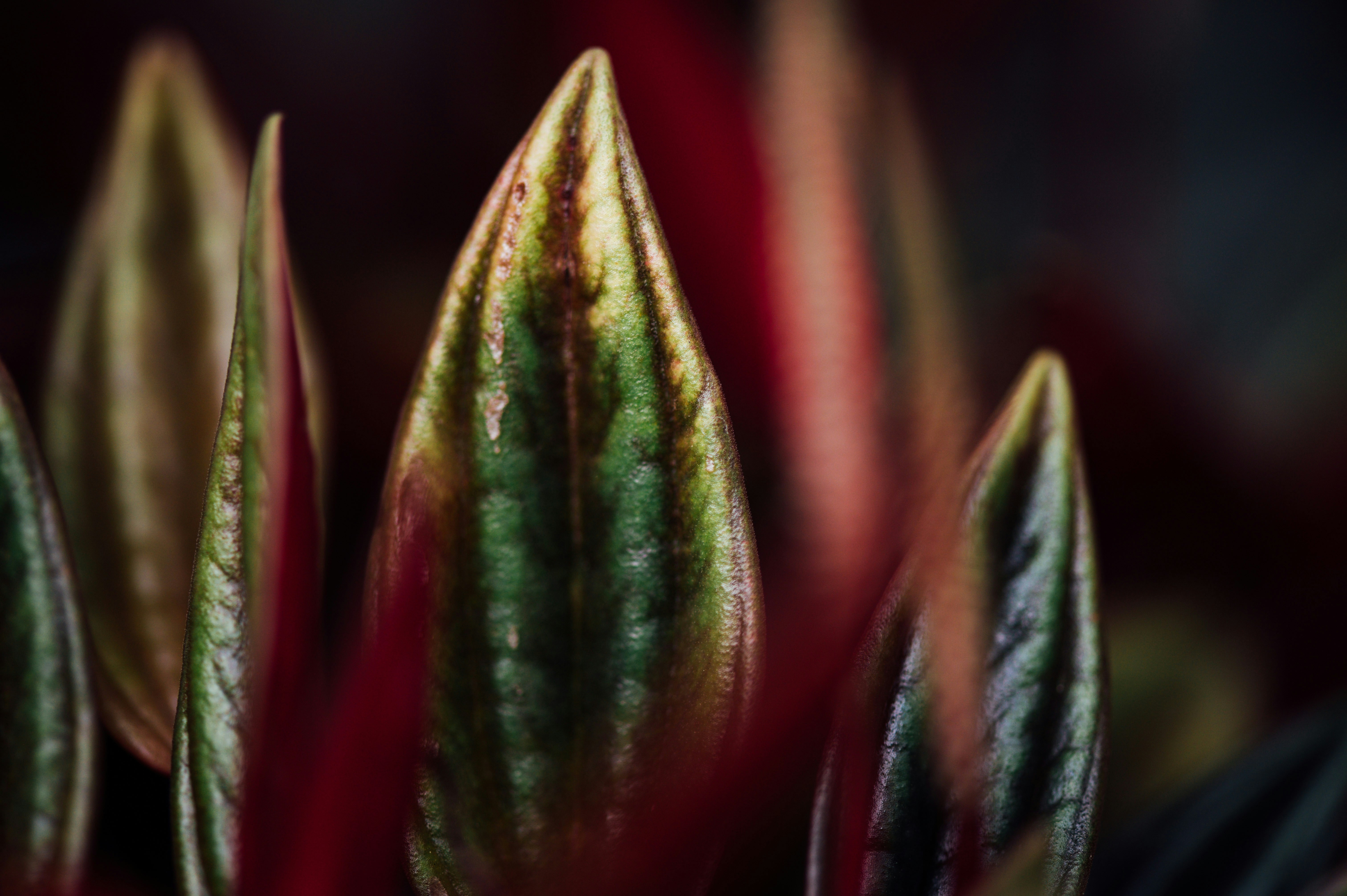 Photo by chuttersnap