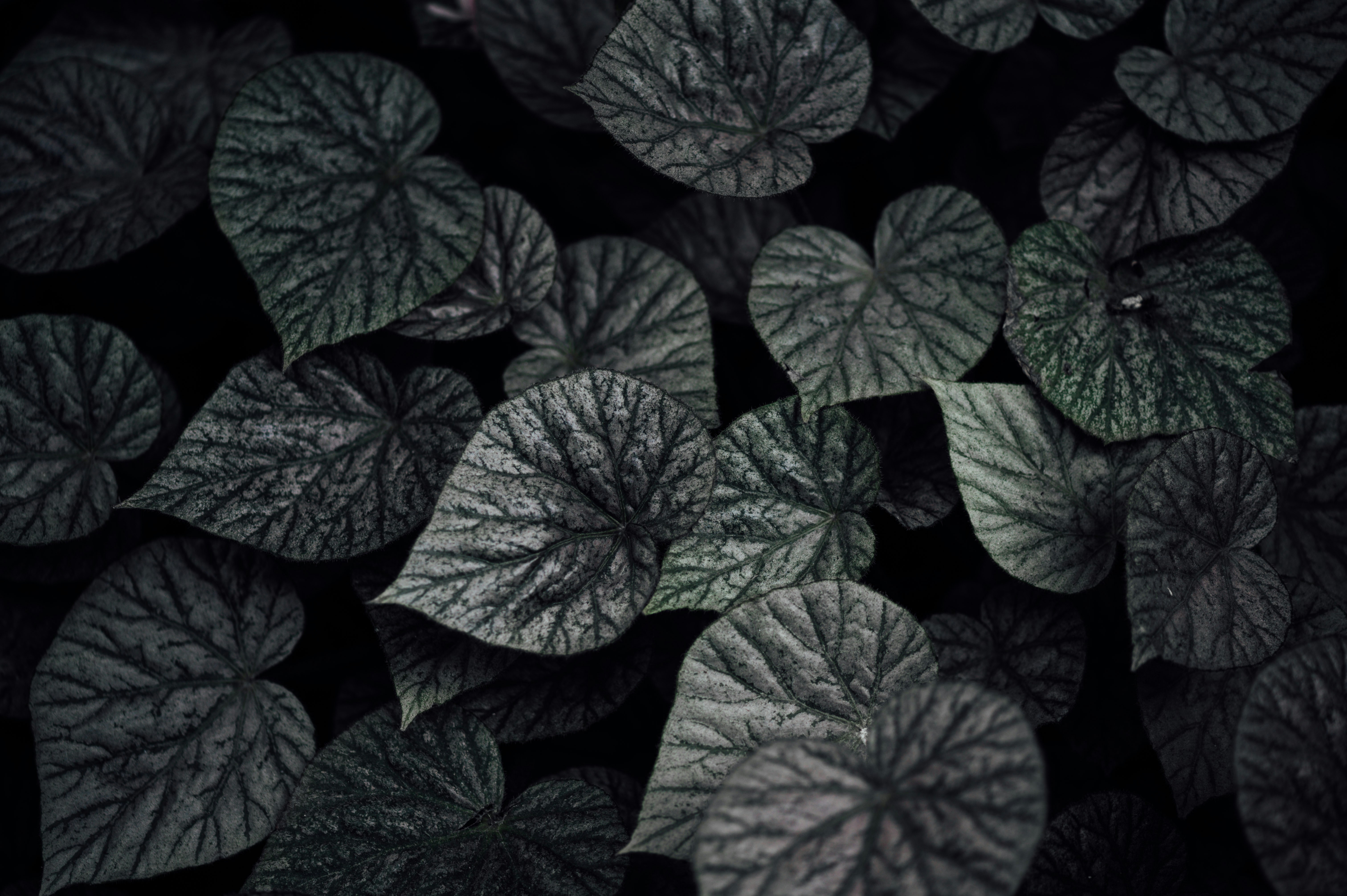 Photo by chuttersnap