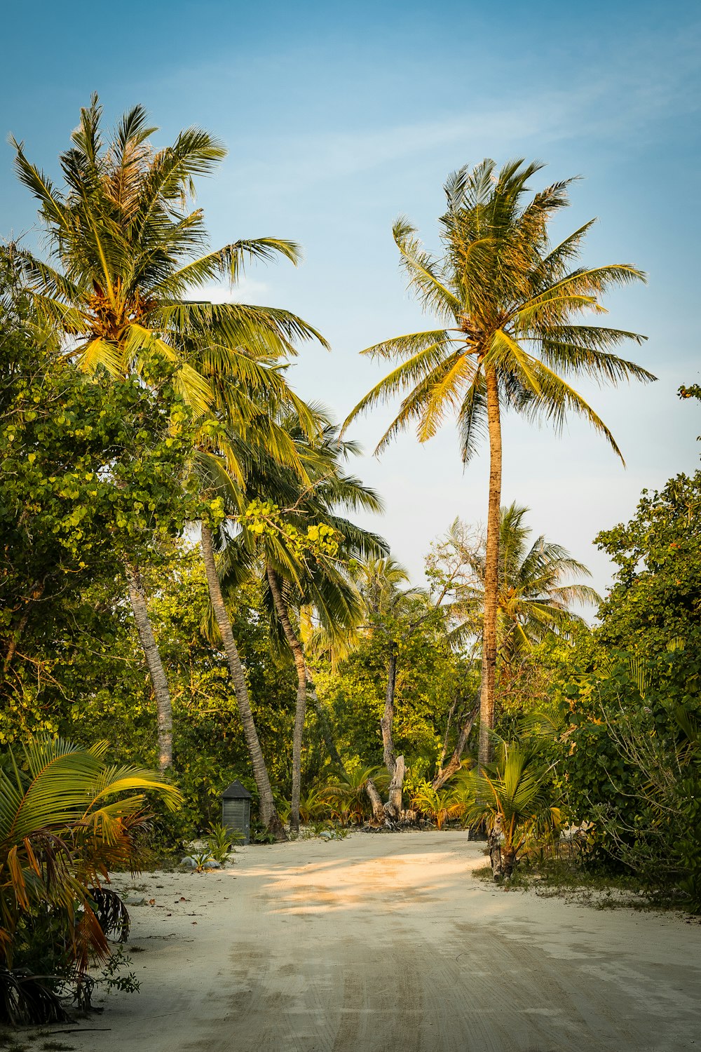 green palm trees near road during daytime